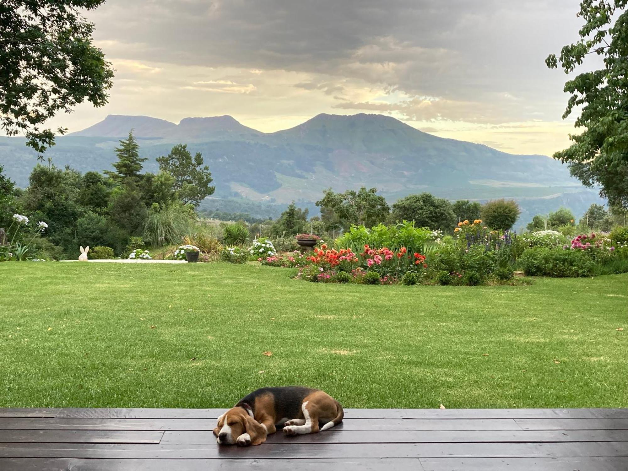 Bramber Cottage Hogsback, Living With Joy! מראה חיצוני תמונה